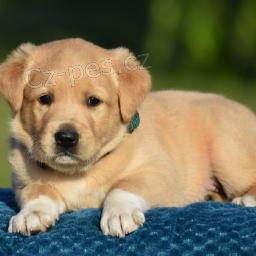 �t��ata zlat�ho retr�vra