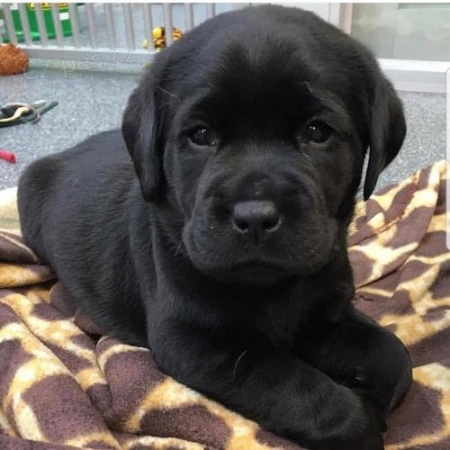 Kr�sn� �t���tka labradora