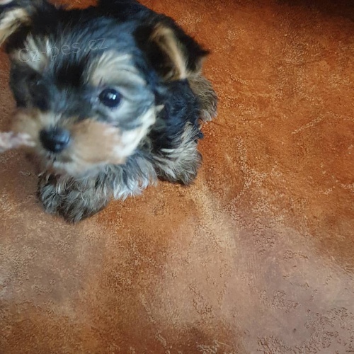 Kr�sn� �t���tka jorkshire