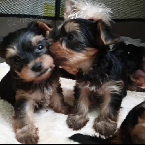 Kr�sn� �t���tka jorkshire