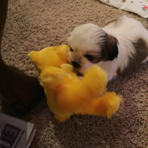 Kr�sn� �t���tka Shih-tzu