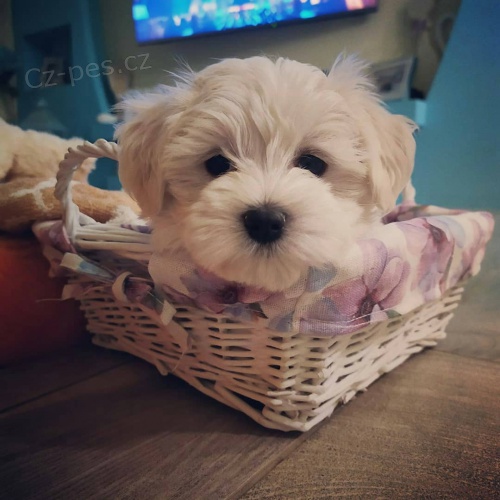 Kr�sn� �t���tka malt�tina