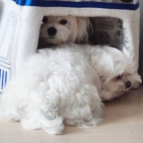 Kr�sn� �t���tka malt�tina