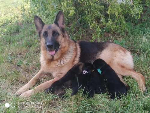 N�meck� ov��k �t��ata s PP