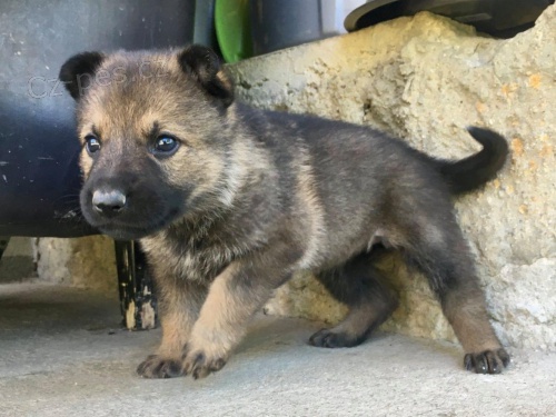 N�meck� ov��k s PP �t�n�tka 