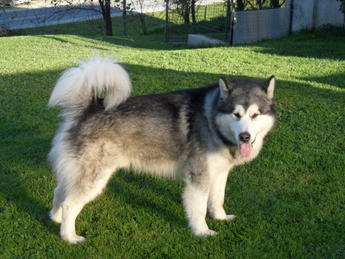 Alja�sk� d�ti Malamute jsou k dispozici co nejd��ve