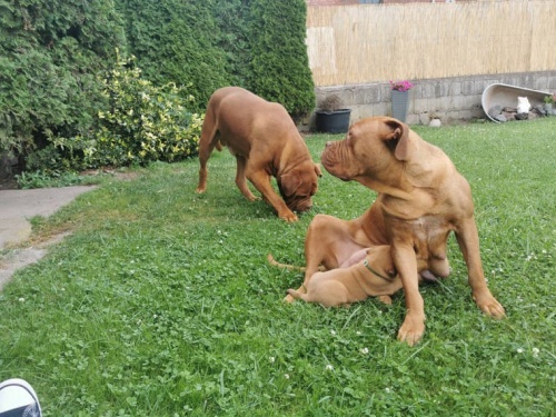 Bordeaux Dogge dispozici jsou �t��ata