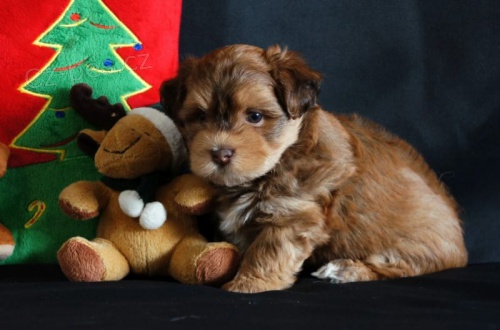 Havanese �t��ata k dispozici