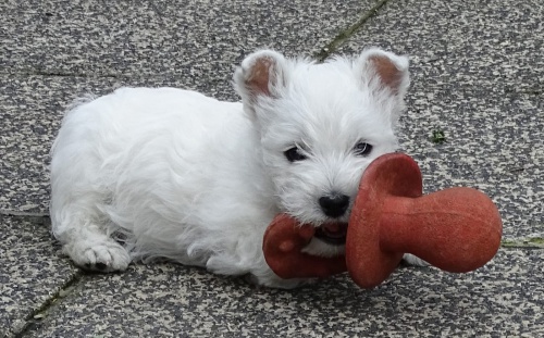 mini West Highland Terrier  �t��ata ochotn� m�t nov� domovy