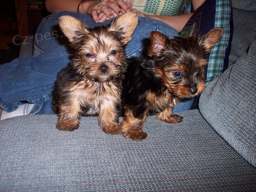 M�m k dispozici mu�e a �enu Yorkie