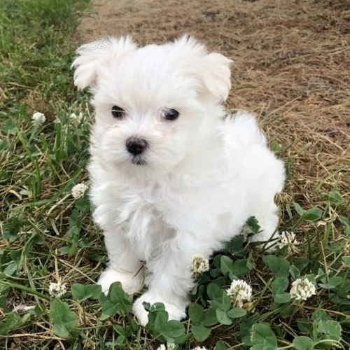 Maltsk� miniaturn� �t��ata s PP