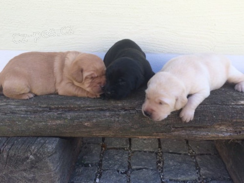 �istokrevn� �t���tka Labradorsk�ho Retr�vra bez pp