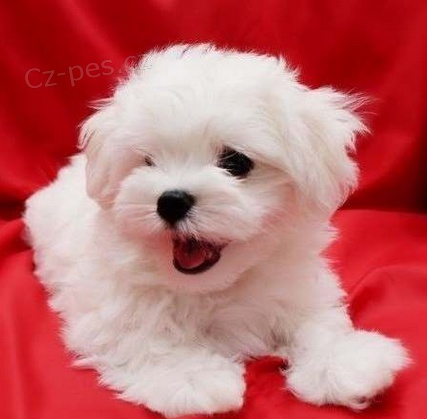 Maltsk� �t���tka K adopci