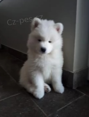 Roztomil� samojed �t���tka k adopci