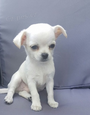 Ohromuj�c� �t��ata �ivavy k adopci