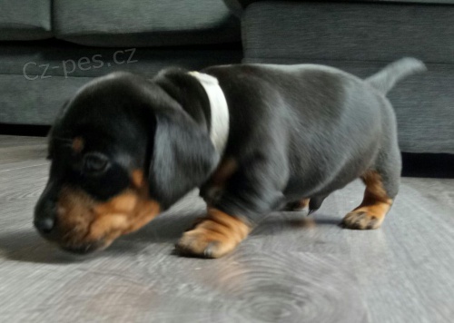 �t��ata jezev��k� k adopci