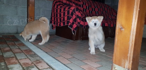 �t��ata akita americka   jsou v�m k dispozicii.