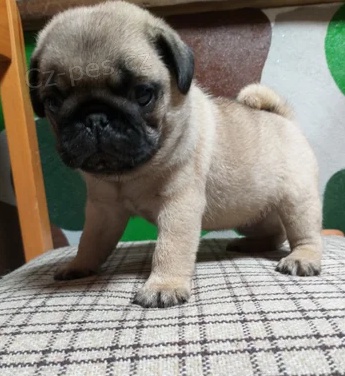 Rozko�n� mops �t��ata K adopci