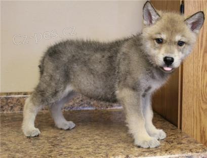 �eskoslovensk� vl��k �t��ata K adopci.