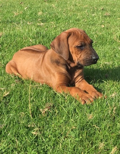 �t��ata rhod�sk�ch ridgeback� k adopci.