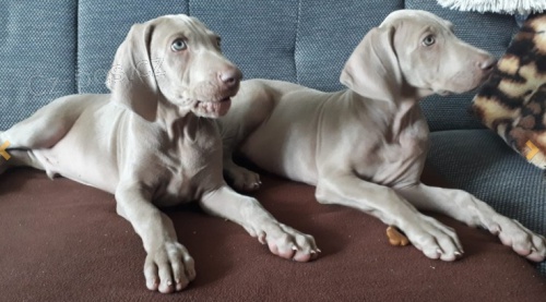 Weimaraner �t��ata K adopci.