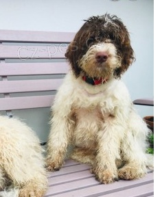 Lagotto Romagnolo �t��ata K adopci.