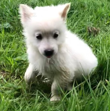 Roztomil� �t���tka Pomsk�ho k adopci.