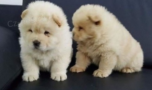 Chow Chow �t��ata pro dobr� domov