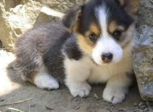 Kr�sn� �t���tka Pembroke Welsh Corgi