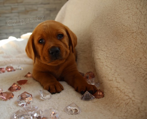 labrador�ky retr�v�i hledaj�c� nov� domovy