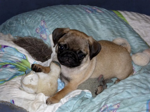 Mops �t��ata k dispozici milovn�k�m mops