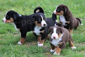 Appenzell Appenzell �t��ata Appenzell