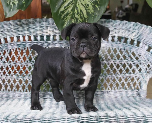 FRANCOUZSK�    D�REK