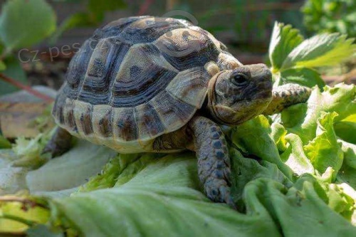 TORTOISE D�REK