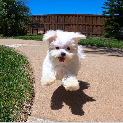 maltsk� �t���tka k adopci