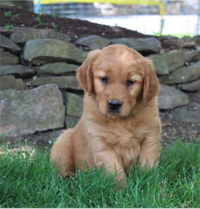 �t��ata zlat�ho retr�vra jsou p�ipravena k adopci.