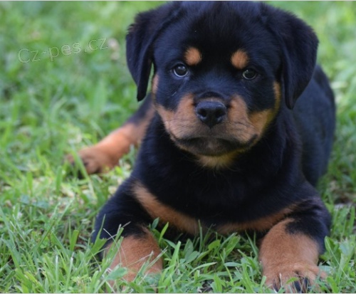 �t��ata rotvajleru jsou p�ipravena k adopci.