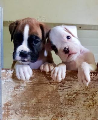 kr�sn� boxersk� �t��ata