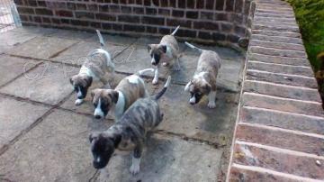 �t��ata whippet� k adopci