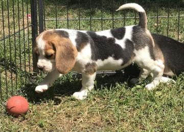 Fantastick� �t��ata Beagle k adopci