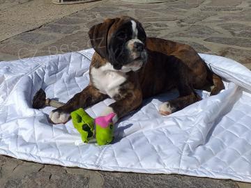 Roztomil� �t���tka boxera k adopci