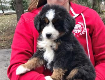 Kr�sn� �t���tka Bernsk�ho sala�n�ho psa