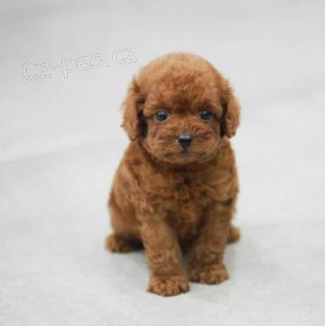 Kr�sn� �t���tka pudl�