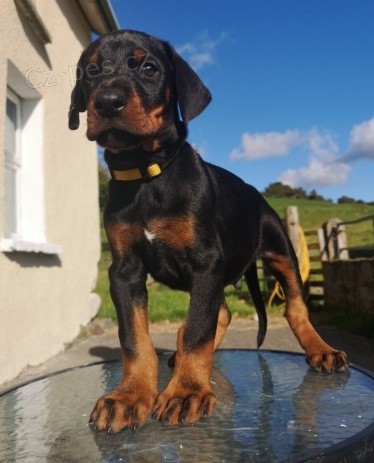 Roztomil� �t���tka Dobermanna k adopci