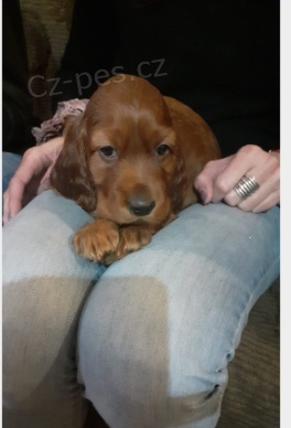 Roztomil� �t���tka irsk�ho setra k adopci