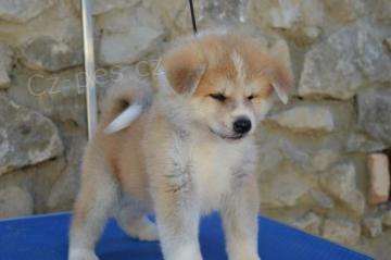 Fluffy Akita Inu �t��ata k adopci