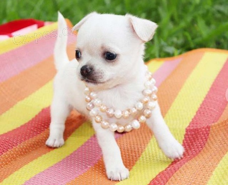 Kr�sn� rodokmen �ivava �t��ata