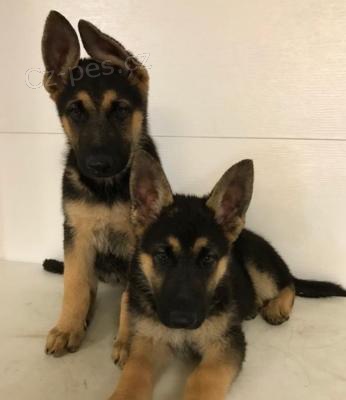 Zdrav� �t��ata n�meck�ho ov��ka k adopci