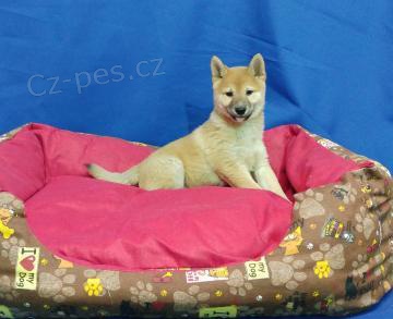 Zdrav� �t��ata Shiba Inu k adopci