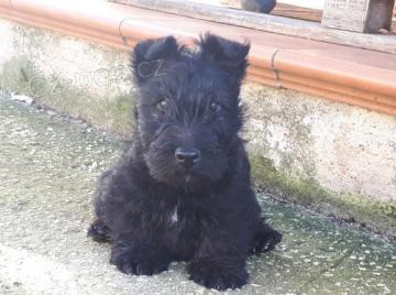 Hrav� �t��ata skotsk�ho teri�ra k adopci